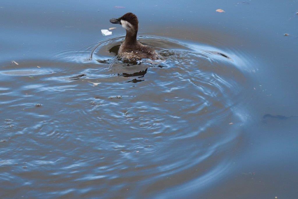 A duck swimming in water

Description automatically generated