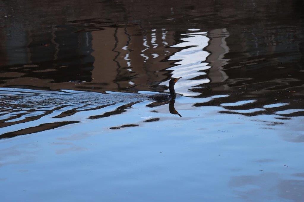 A duck swimming in a lake

Description automatically generated