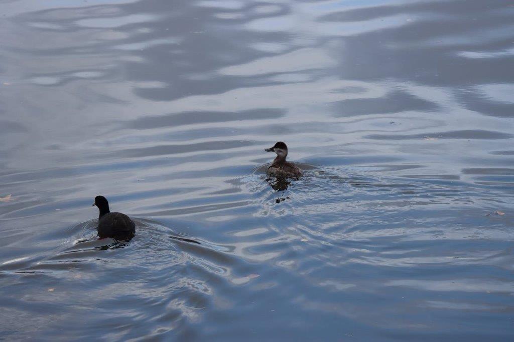 Ducks swimming in water

Description automatically generated