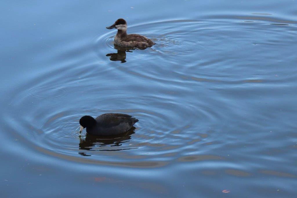 A pair of ducks swimming in water

Description automatically generated