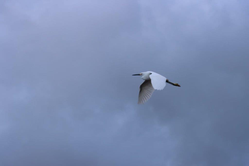 A bird flying in the sky

Description automatically generated