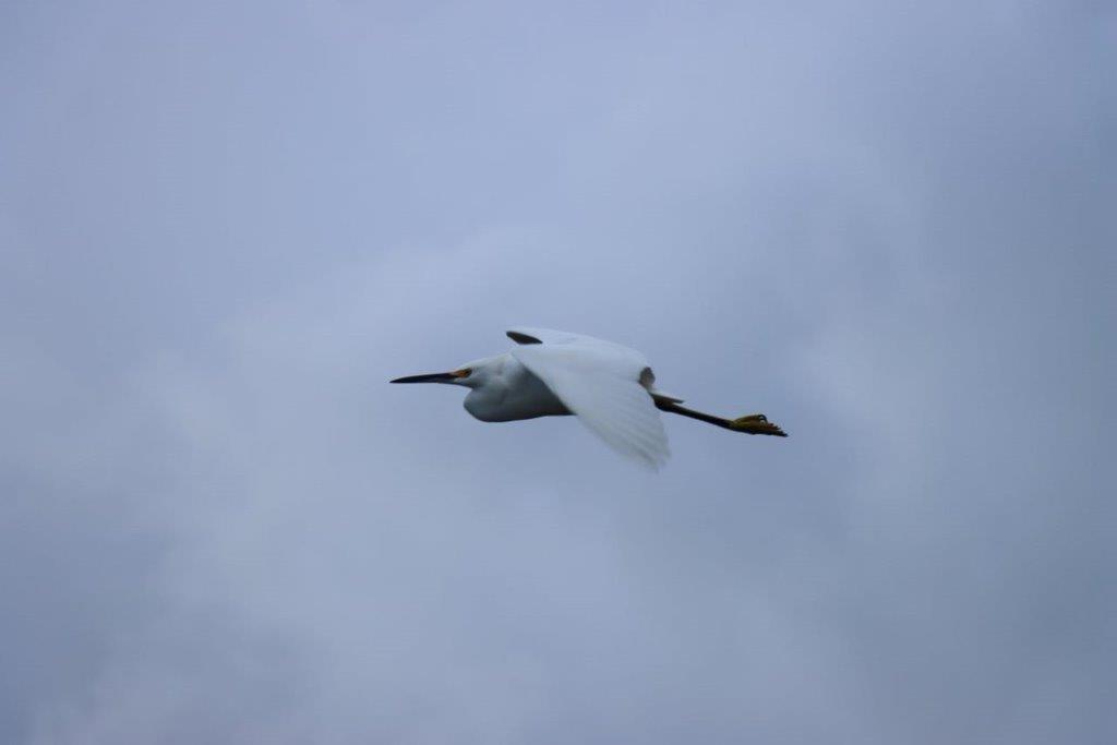 A white bird flying in the sky

Description automatically generated