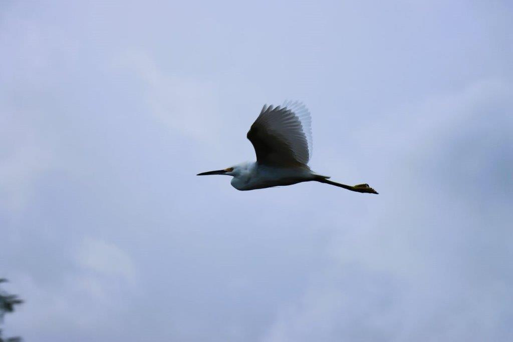 A bird flying in the sky

Description automatically generated
