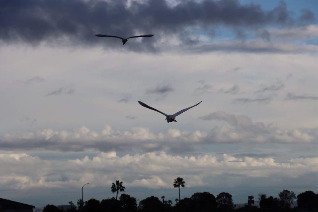 Birds flying in the sky

Description automatically generated