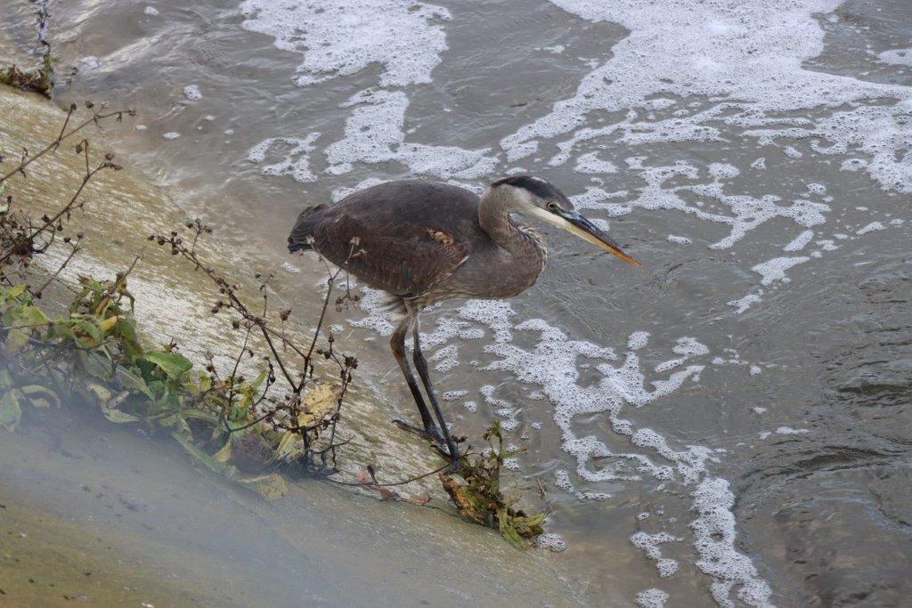 A bird standing on a rock

Description automatically generated