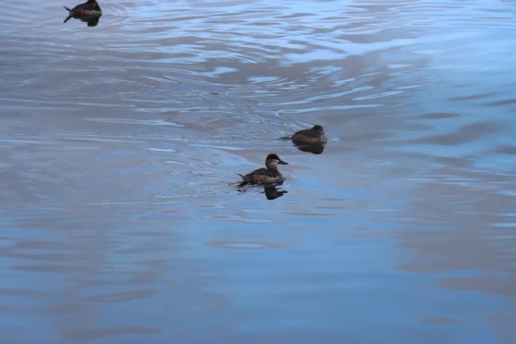 A group of ducks swimming in water

Description automatically generated