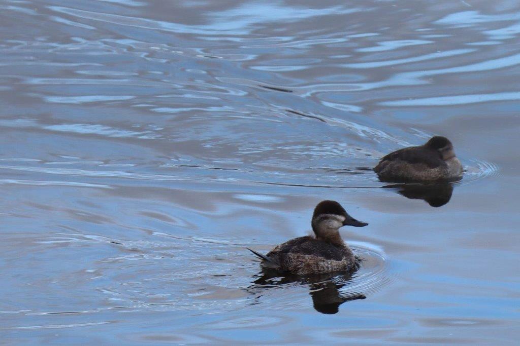 A pair of ducks swimming in water

Description automatically generated