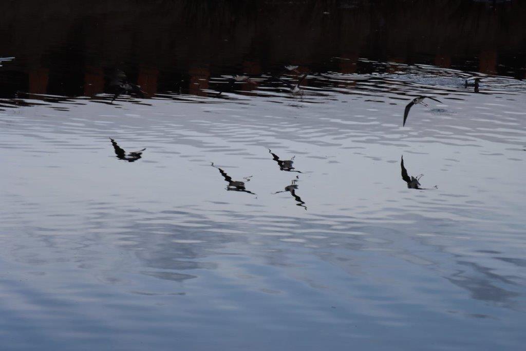 A group of birds flying over water

Description automatically generated