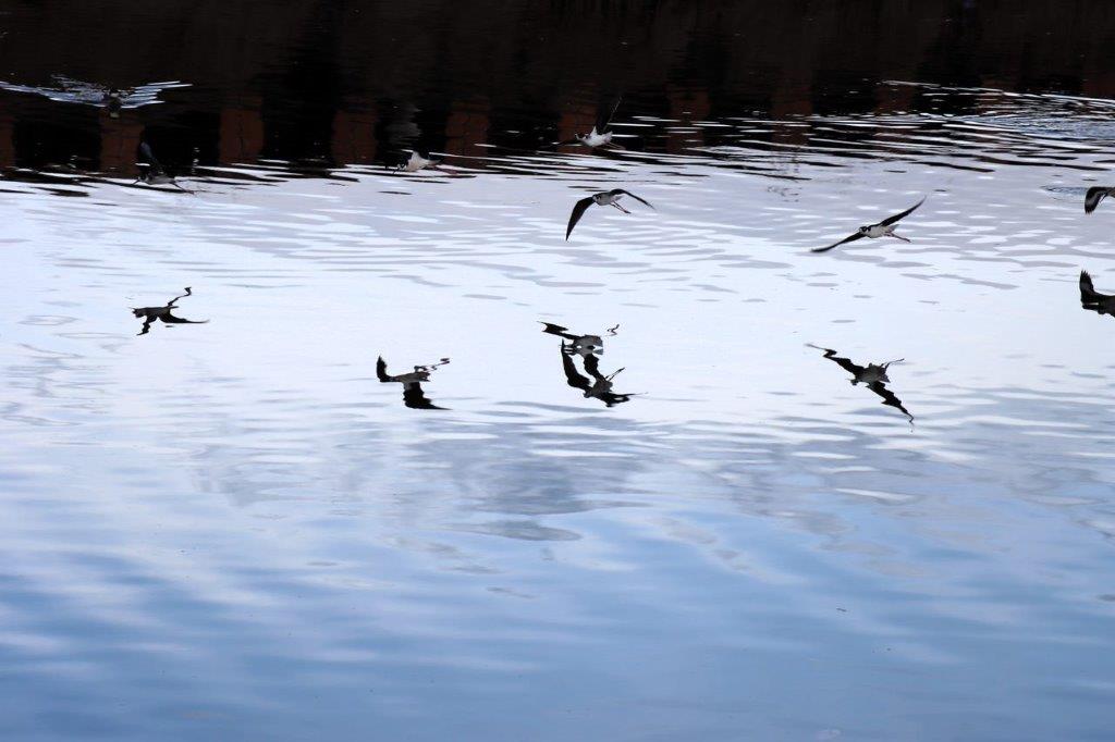 Birds flying over water with reflection

Description automatically generated