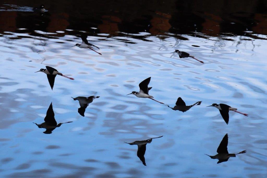 A group of birds flying over water

Description automatically generated