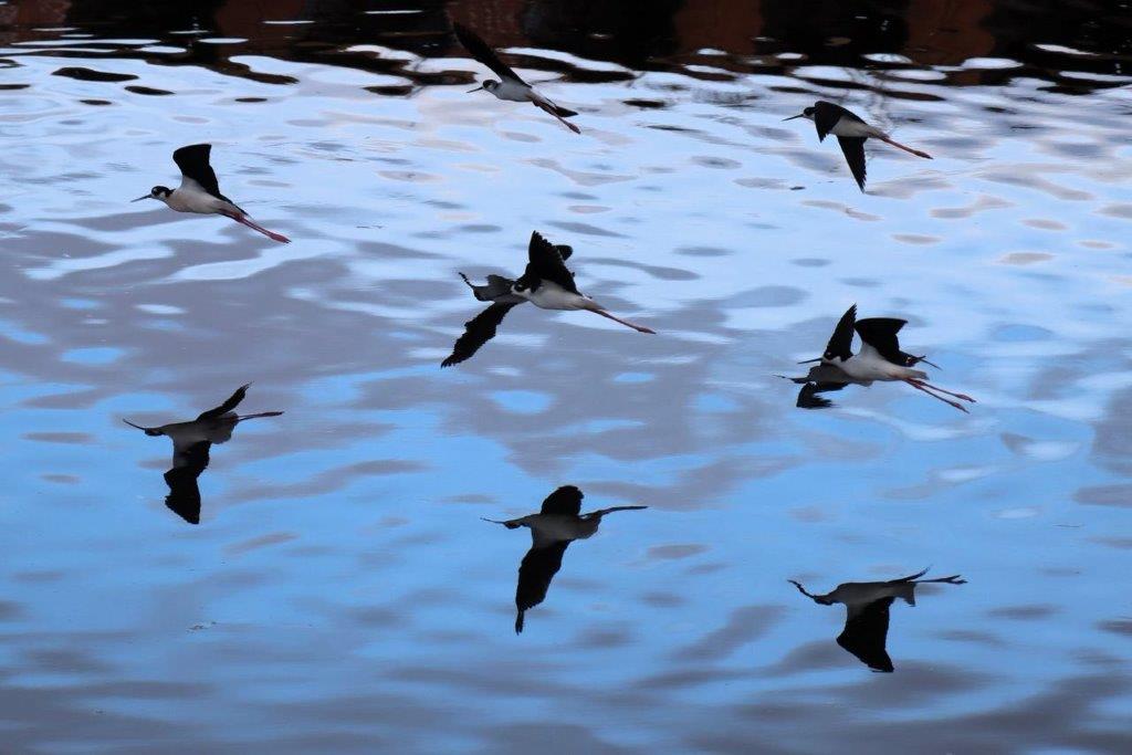 A group of birds flying over water

Description automatically generated