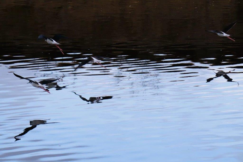 A bird flying over water

Description automatically generated