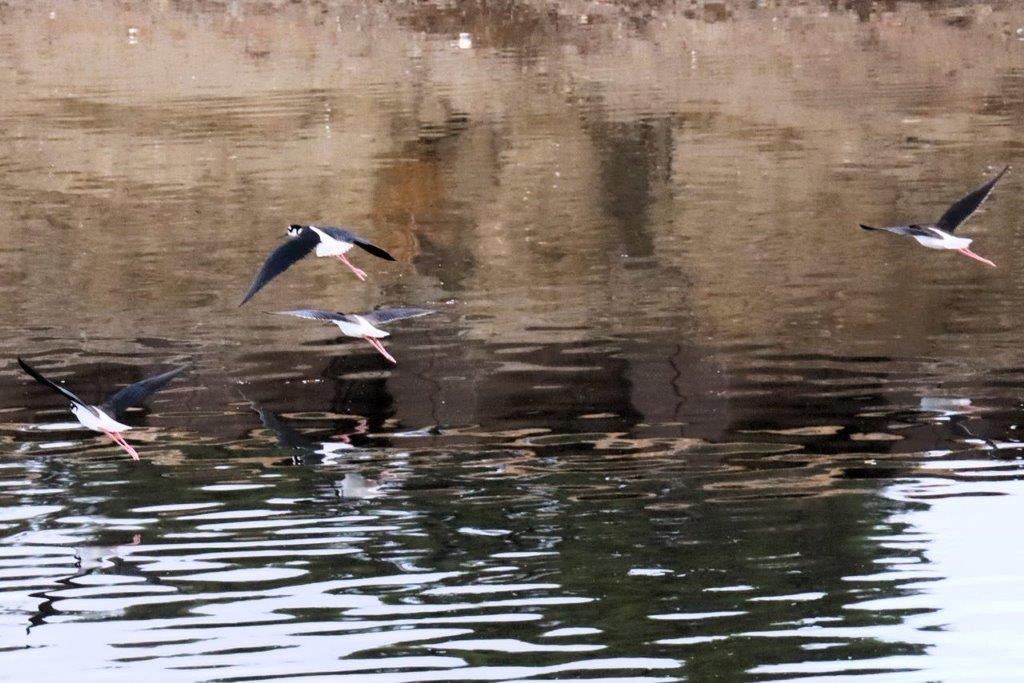 A bird flying over water

Description automatically generated