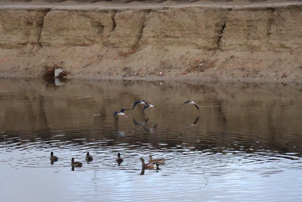 A group of birds flying over water

Description automatically generated
