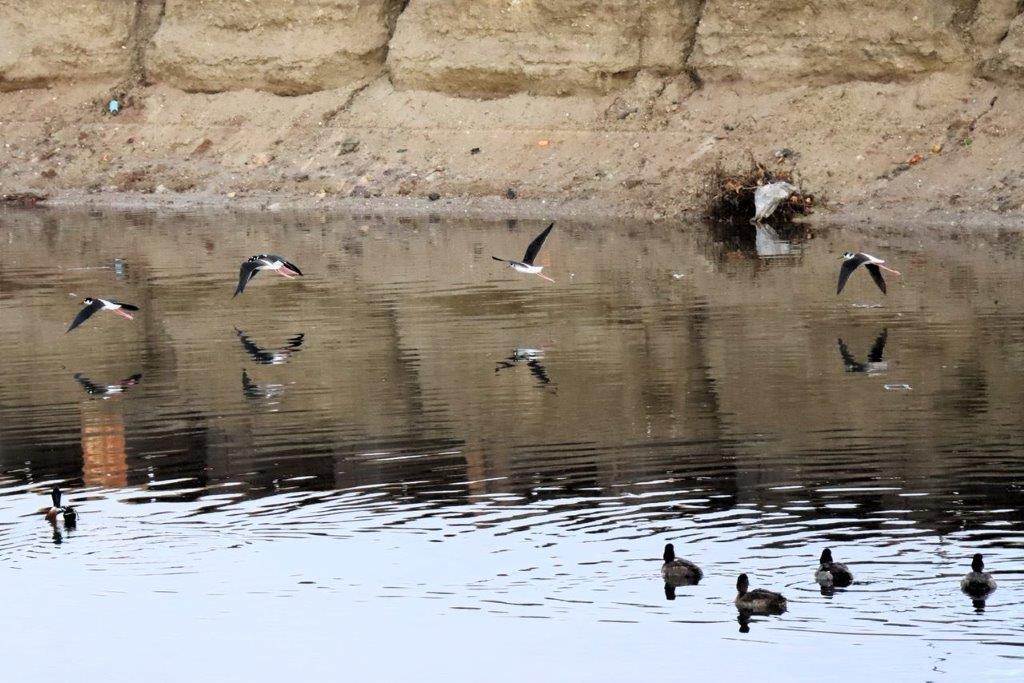 Birds flying over a body of water

Description automatically generated