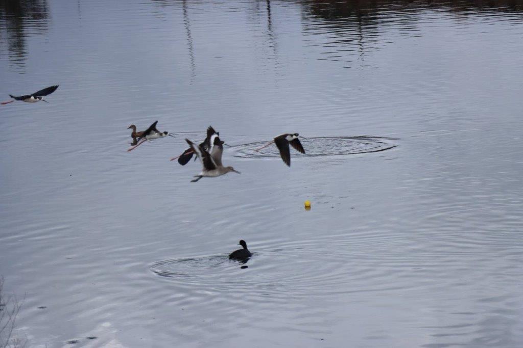 A group of birds flying over water

Description automatically generated