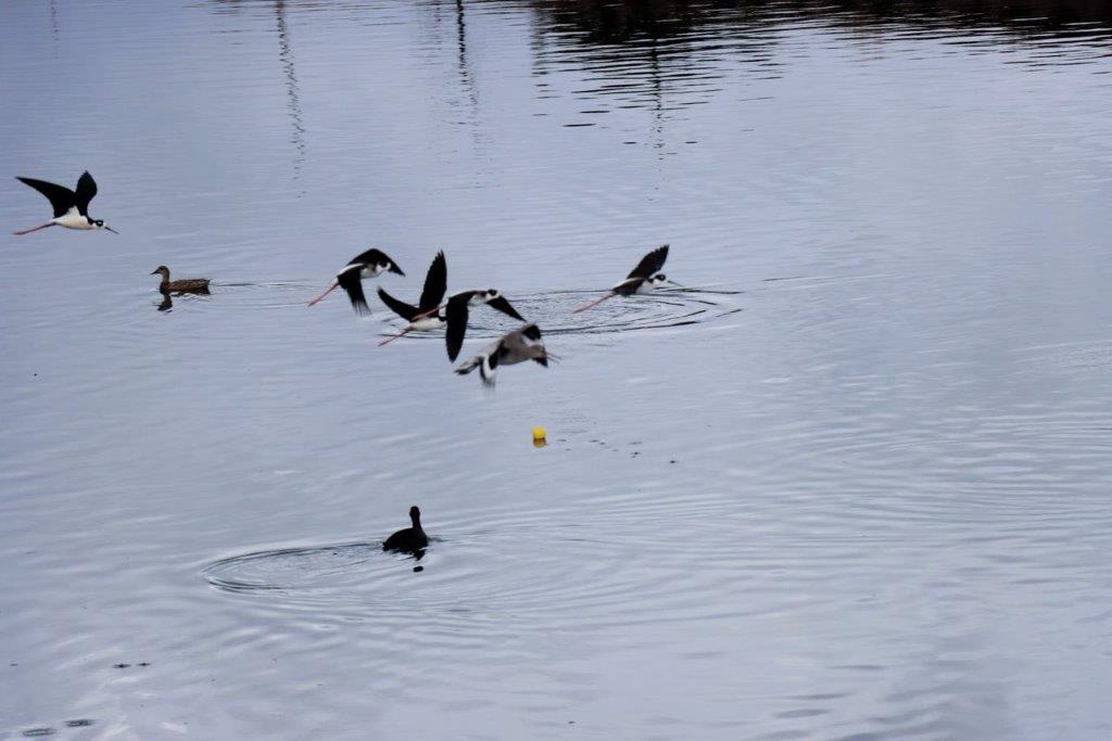 A group of birds flying over water

Description automatically generated