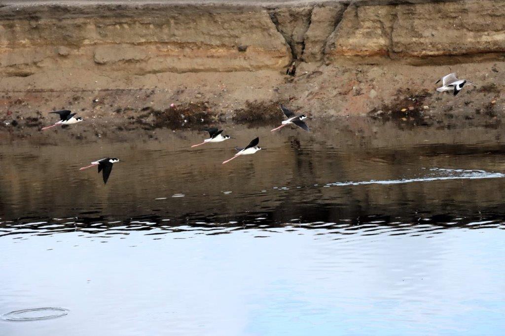 Birds flying over water near a cliff

Description automatically generated