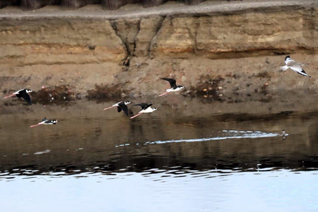 A group of birds flying over water

Description automatically generated