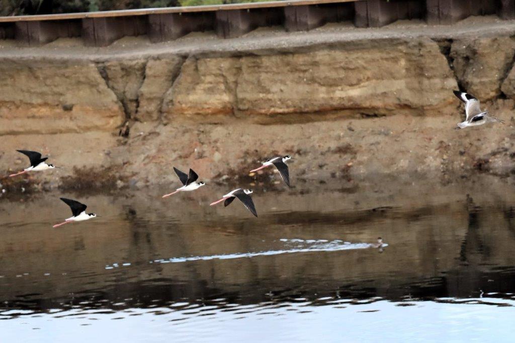Birds flying over water with rocks and a cliff

Description automatically generated