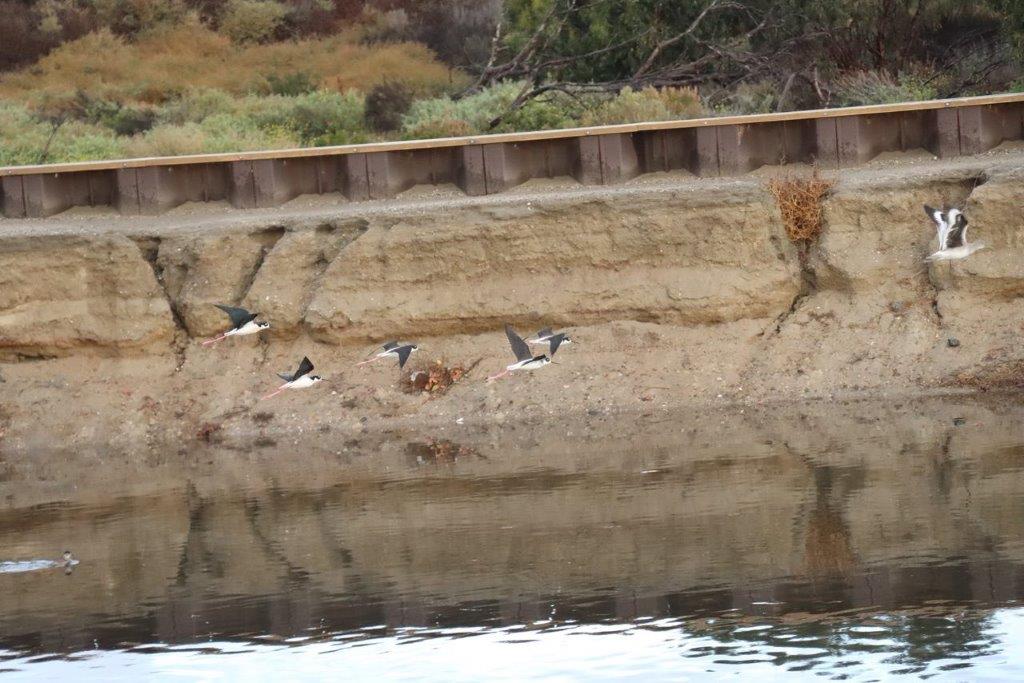Birds flying birds on a cliff

Description automatically generated