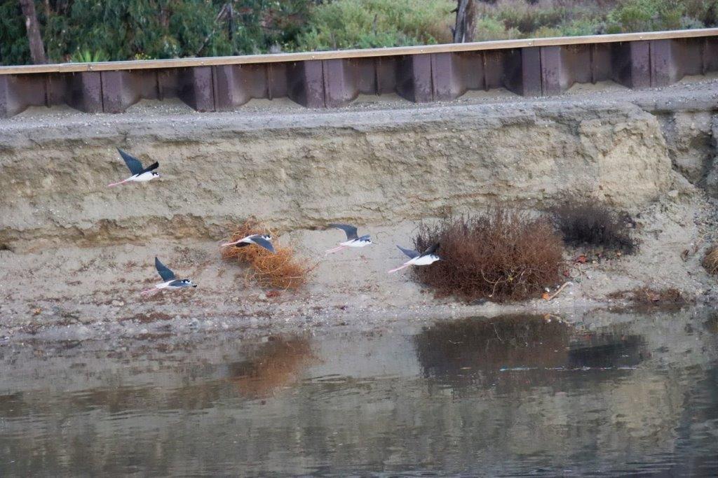 Birds flying over a river

Description automatically generated