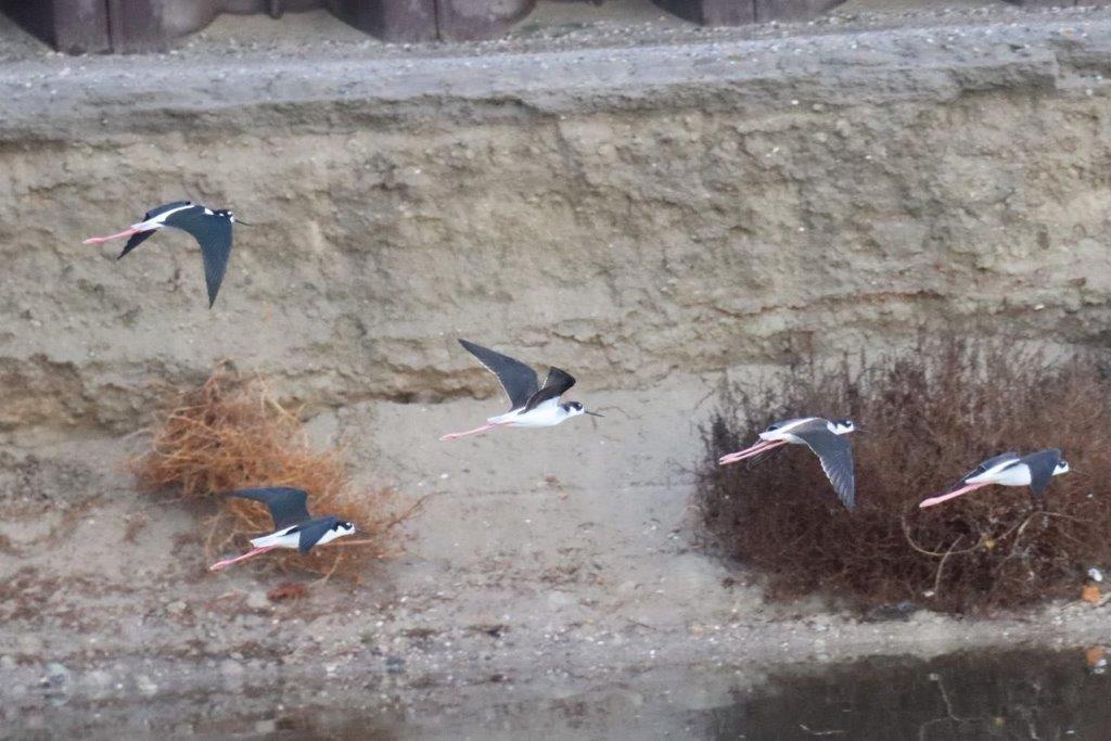 Birds flying over a river

Description automatically generated