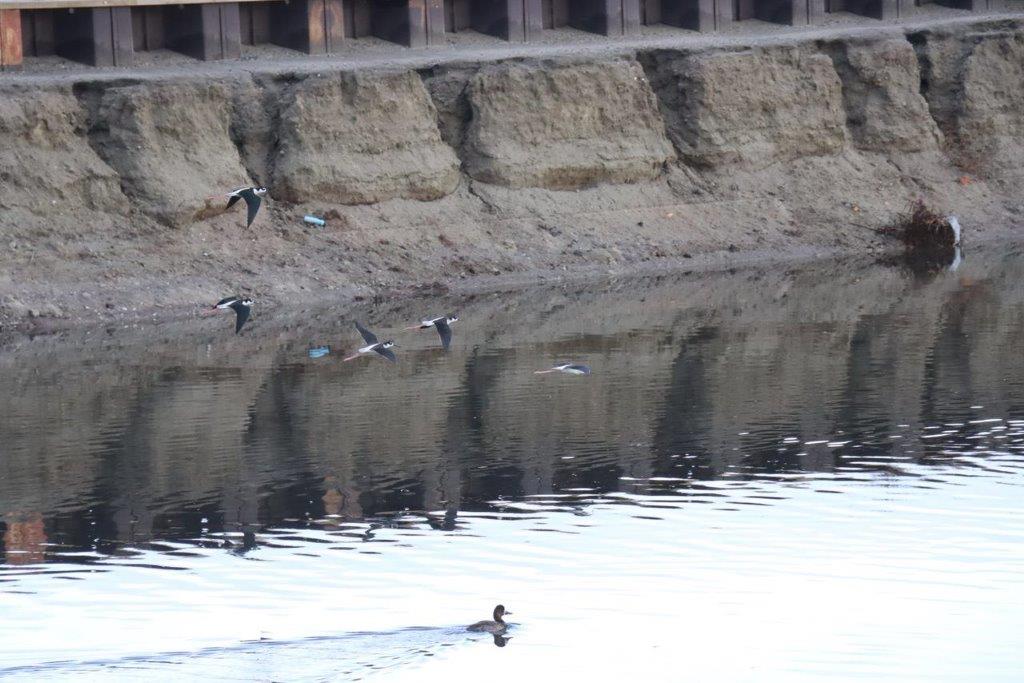 A group of birds flying over a body of water

Description automatically generated