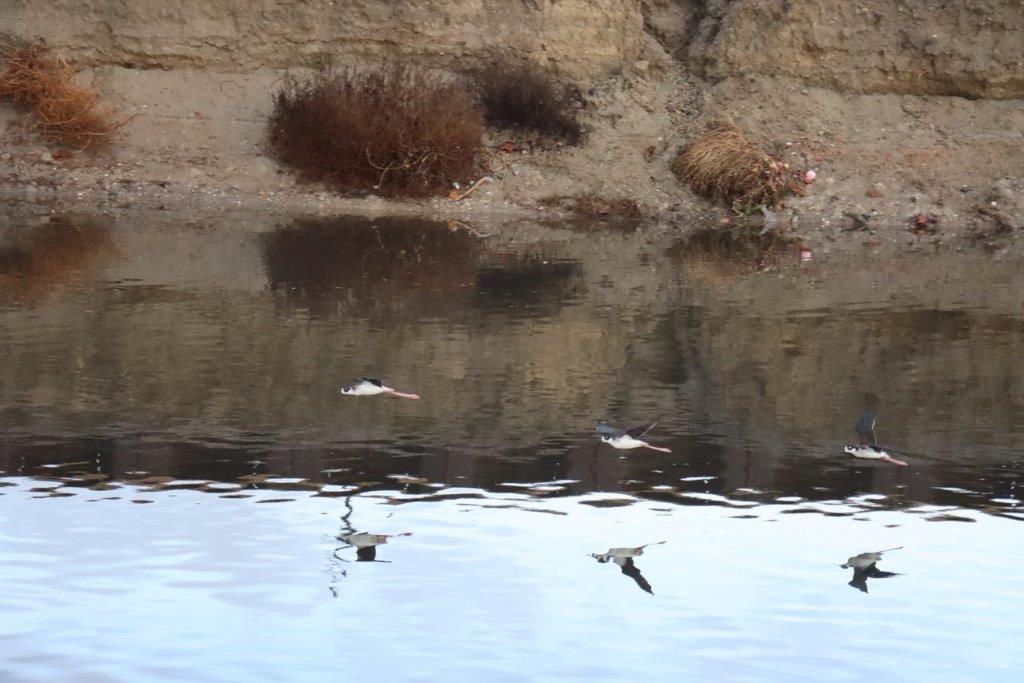 Birds flying over a body of water

Description automatically generated
