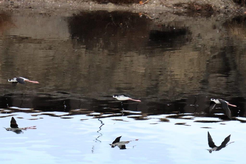 A bird flying over a body of water

Description automatically generated