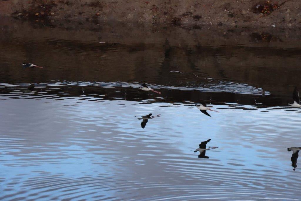 Birds flying over water with a rocky hill

Description automatically generated with medium confidence