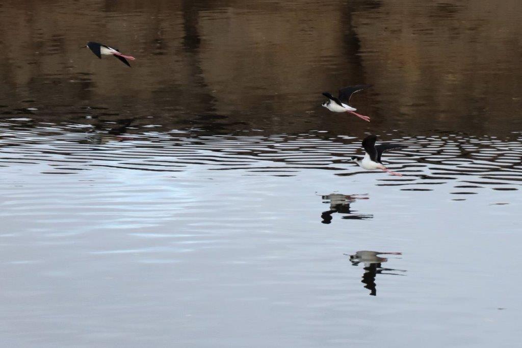 Birds flying over water with reflection

Description automatically generated