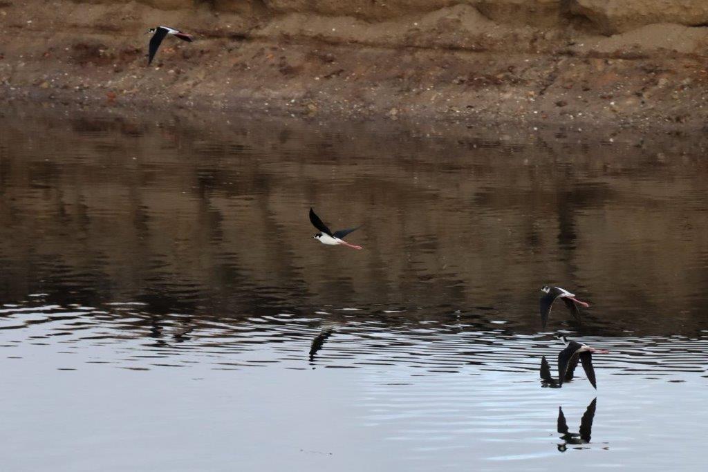 Birds flying over water with a cliff in the background

Description automatically generated