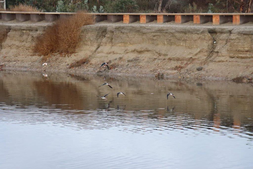 Birds flying over a body of water

Description automatically generated