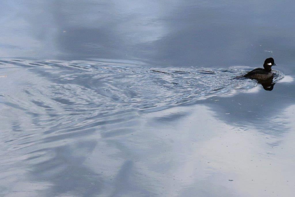 A close-up of a water body

Description automatically generated