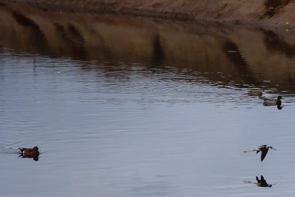 A close-up of a river

Description automatically generated