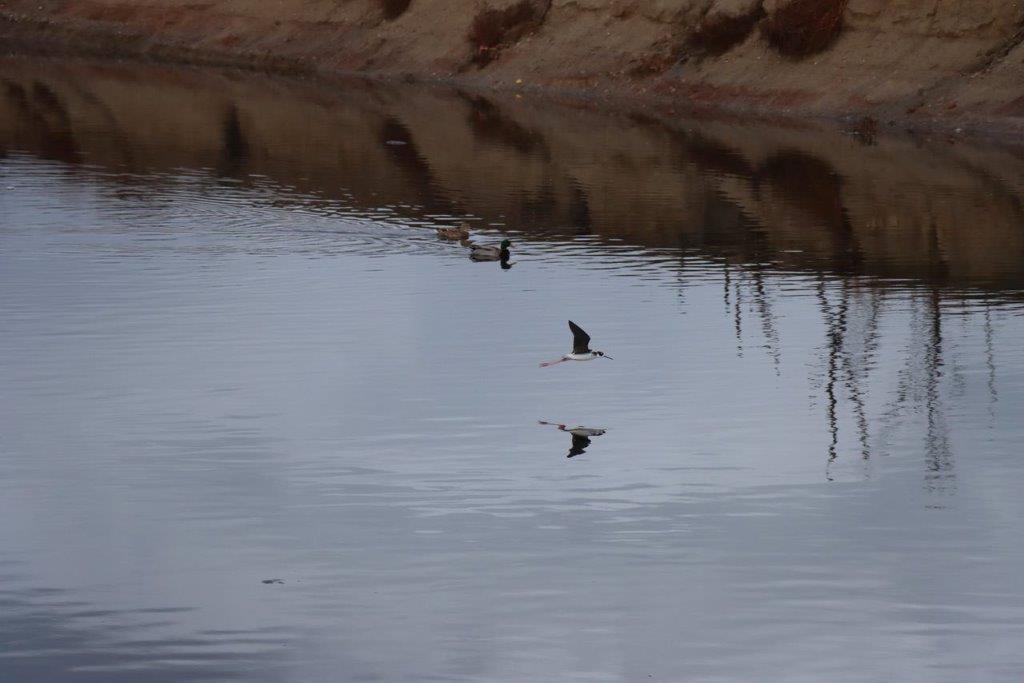 Birds flying over a lake

Description automatically generated