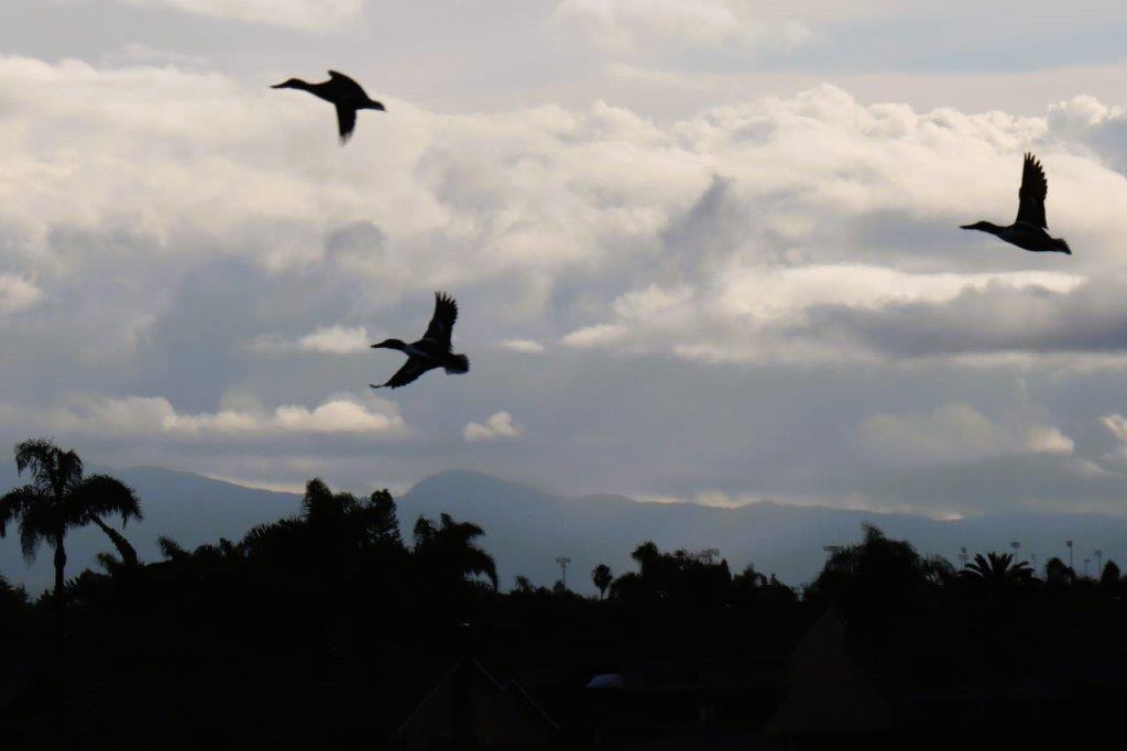Birds flying in the sky

Description automatically generated