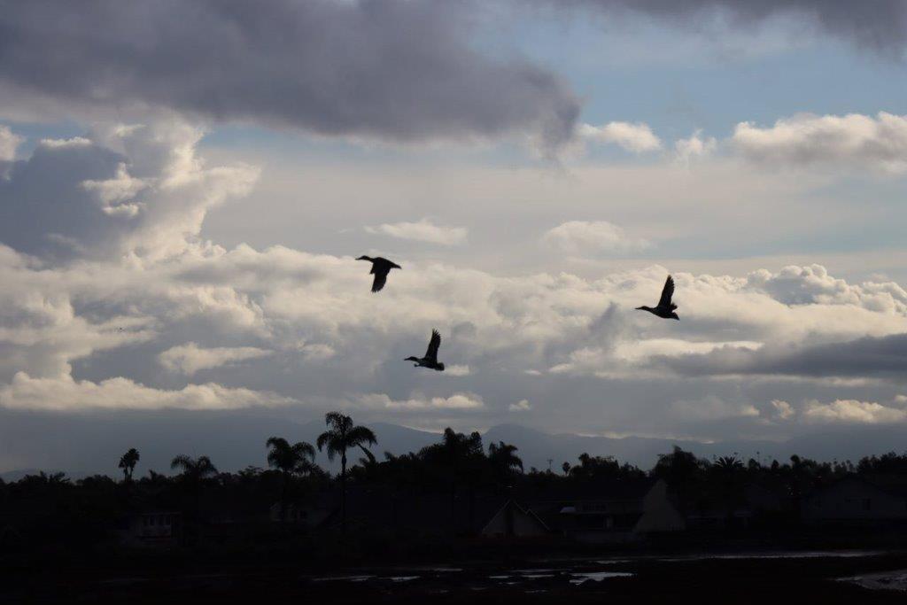 Birds flying in the sky

Description automatically generated