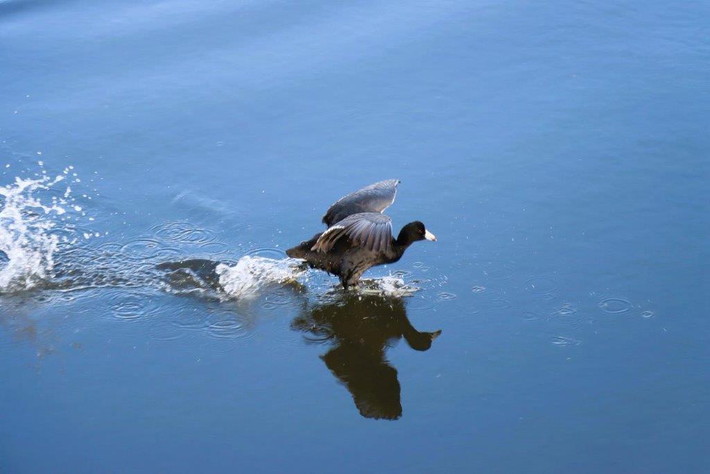A bird walking in the water

Description automatically generated