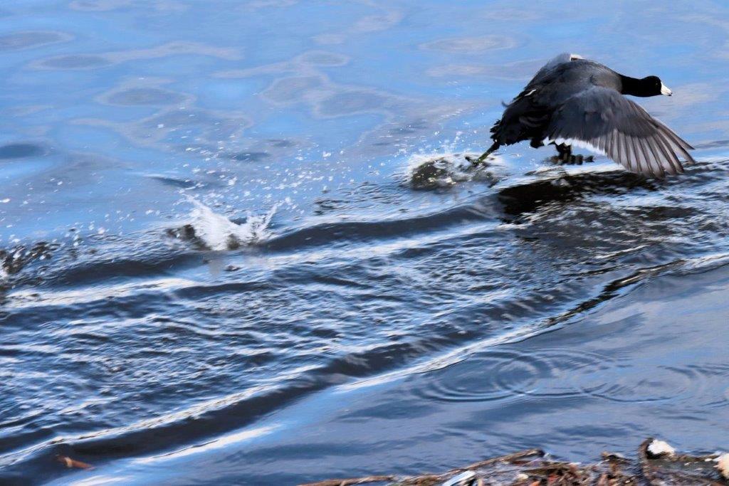 A bird in the water

Description automatically generated