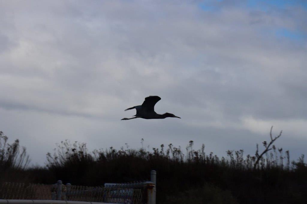 A bird flying over a fence

Description automatically generated