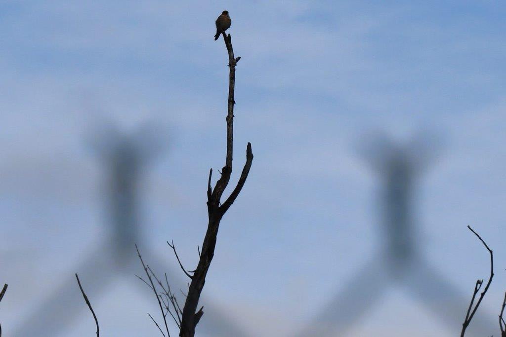 A bird perched on a branch

Description automatically generated