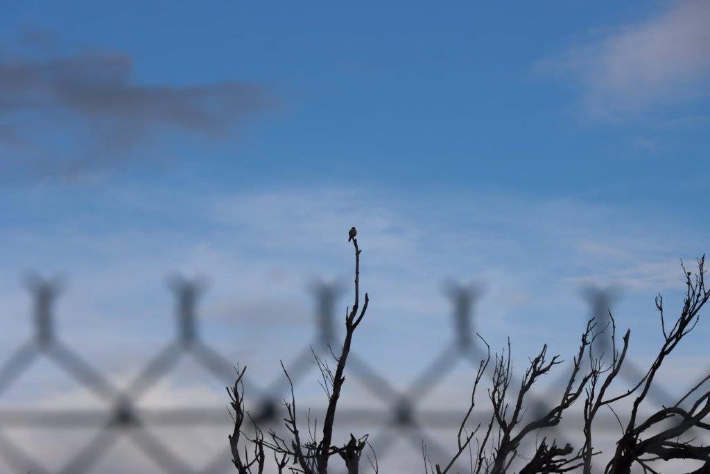 A bird perched on a branch

Description automatically generated