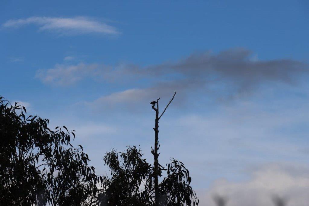 A tree with a bird on top

Description automatically generated