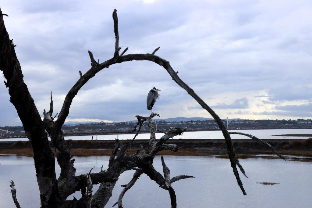 A bird perched on a tree branch

Description automatically generated