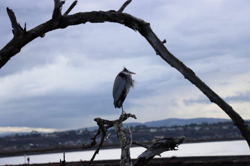 A bird standing on a branch

Description automatically generated