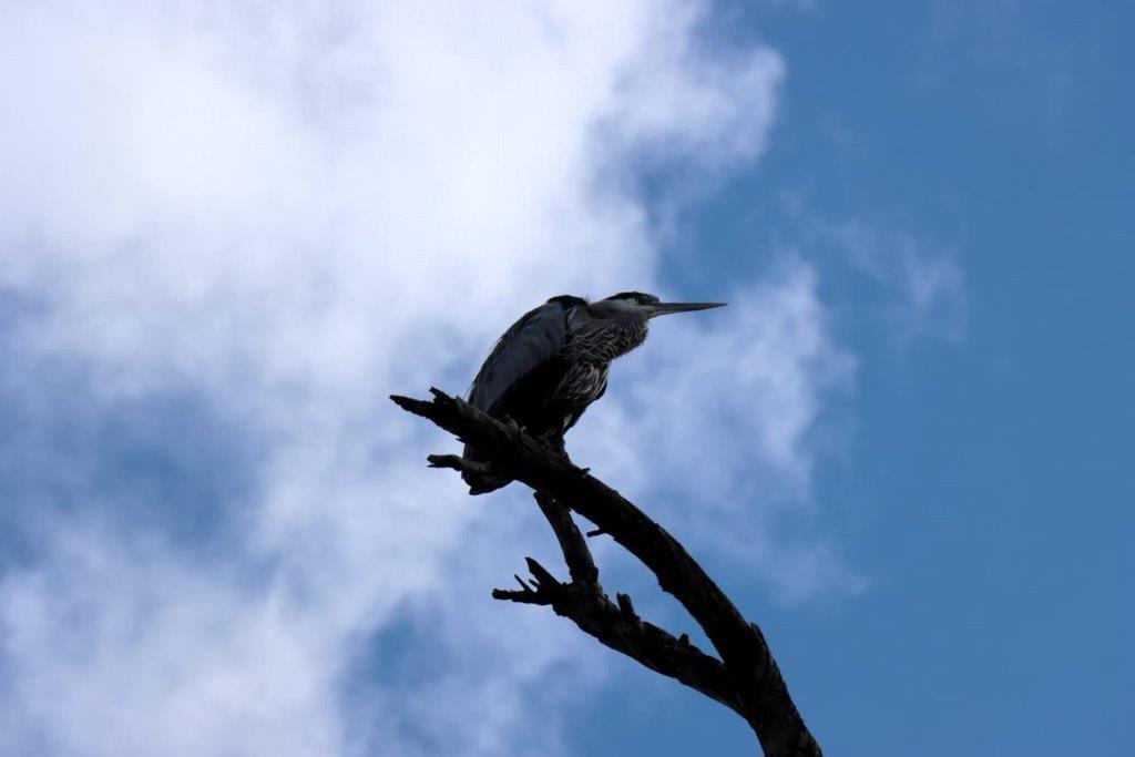 A bird perched on a branch

Description automatically generated