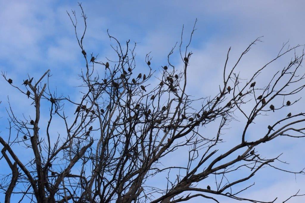 A tree with birds on it

Description automatically generated