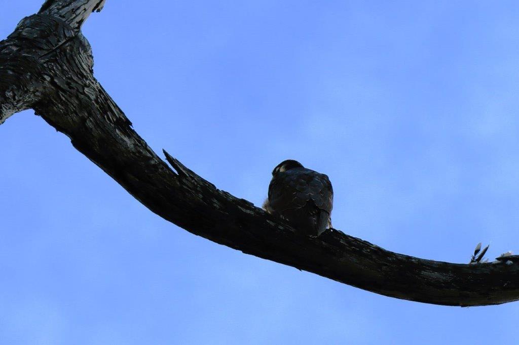 A bird on a branch

Description automatically generated